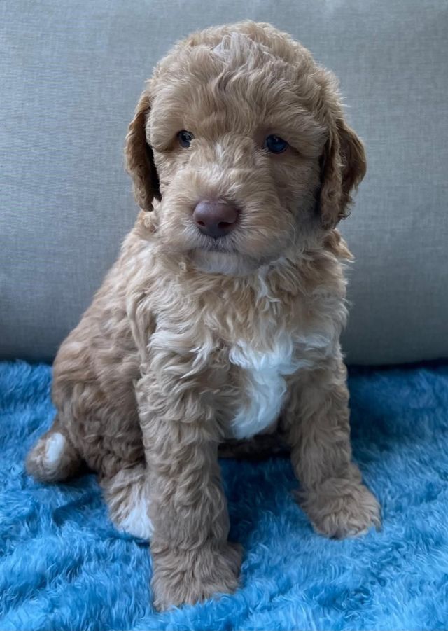 Australian fashion labradoodle blue eyes